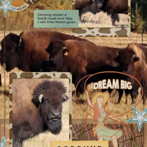 Buffalo!