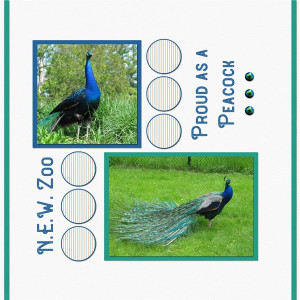 Proud As A Peacock