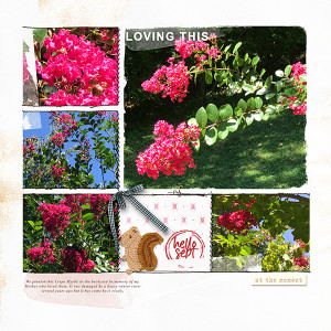 Loving the Blooms
