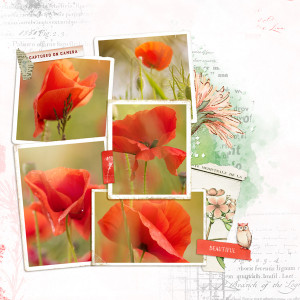 Coquelicots