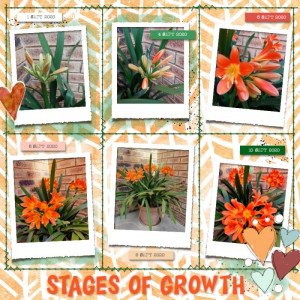Stages of Growth