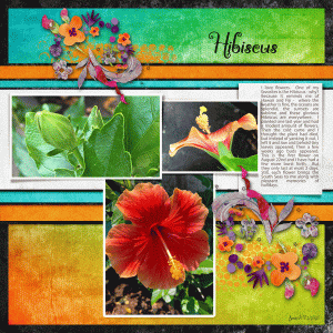 Fdd_hibiscus