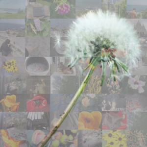September Photo Mosaic Challenge Take 2 Dandelion