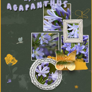 Agapanthus