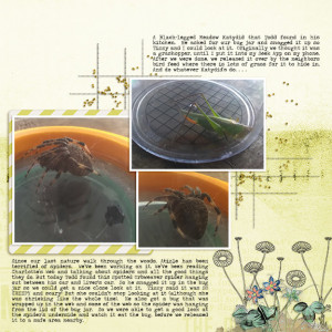 Backyard Insects Nature Study