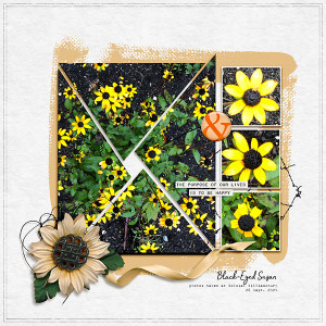 Black Eyed Susan