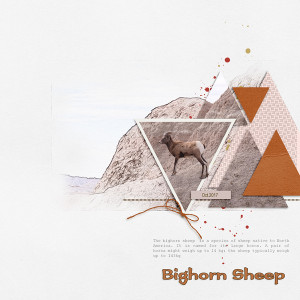 Sheep