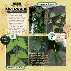 Explore The Great Outdoors - Japanese Creeper