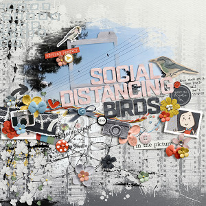 Social distancing birds