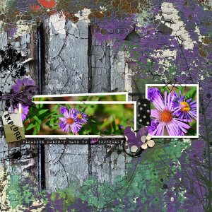 Wildflowers