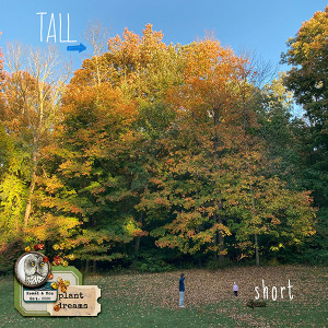 Tall Short
