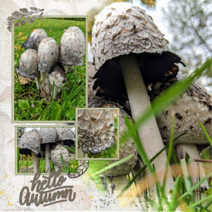 2020.10 Mushrooms