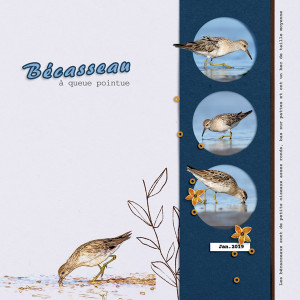 Bécasseau
