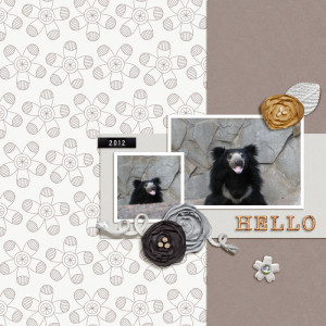 Sloth bear