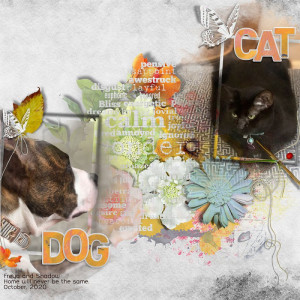 Dog - Cat