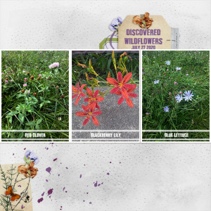 Discovered Wildflowers
