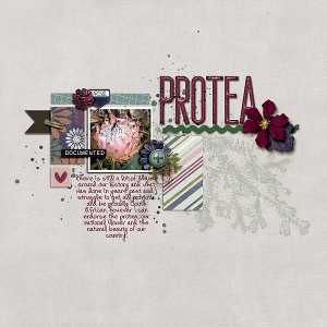 Protea