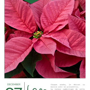Poinsettia