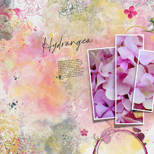 Hydrangea