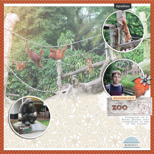 orangutans
