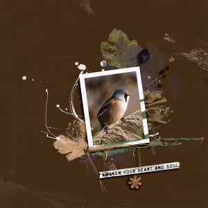 Bird