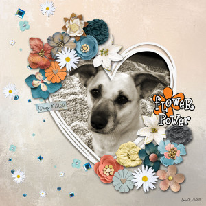January 4_FlowerPower_daisy