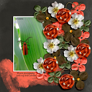 MOC_4_Flower Power - Orange Bug