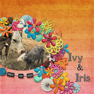 MOC9-4-FlowerPower-IvyIris122020-WEB