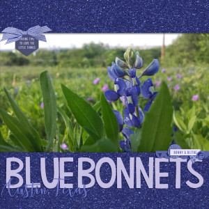 Texas Bluebonnets
