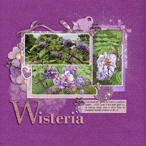 Wisteria