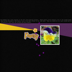 TLP_Day-24_Colorwheel_Pansy