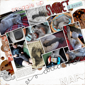 20_cat Naps1