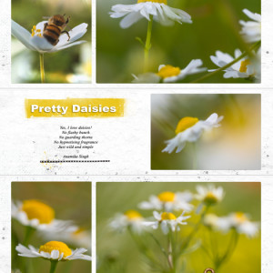 Daisies