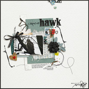 Cooper's Hawk