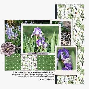 My irises