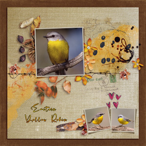 Yellow Robin