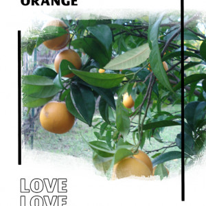Oranges