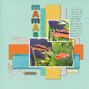 Aquarium Mamas PRD January Challenge