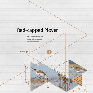 Red-capped Plover