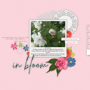In bloom