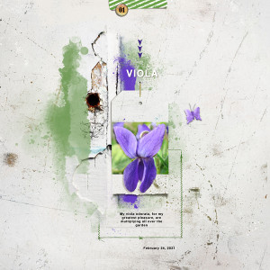 Viola