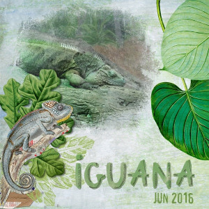 Iguana