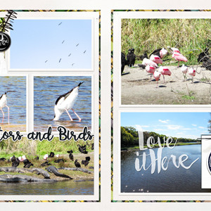 Alligators & Birds