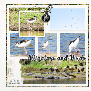 Alligators & Birds_left
