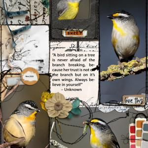 Birds