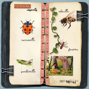 Spring insects