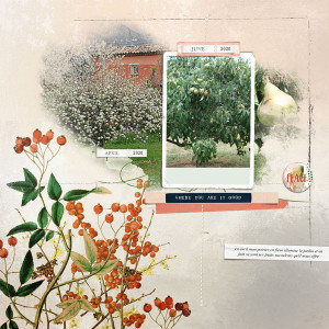 My pretty pear tree