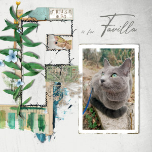 210303_F For Cat