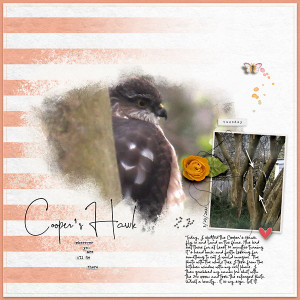 Cooper's Hawk