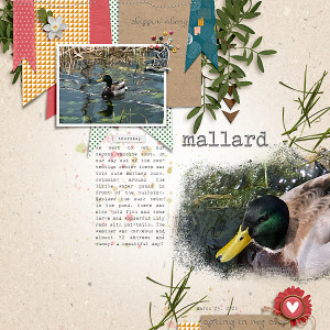Mallard